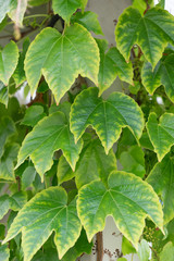 Wilder Wein und andere Rankgewächse - Textur / Hintergrund