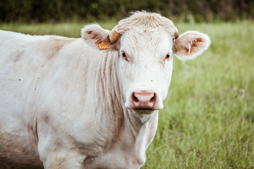 Naklejka na ściany i meble Portrait d'une vache blanche dans un champs