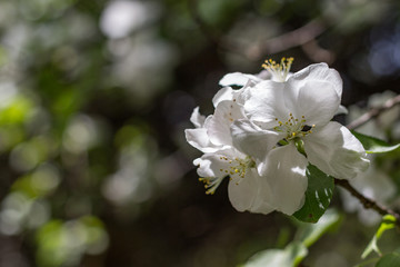 Cherry flower blossom. Flowering cherry tree in spring. Shallow dept of field.