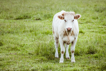 Vache laitière blanche dans un champ