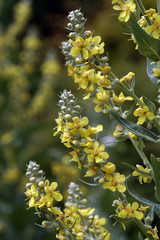 Pracht- Königskerze (Verbascum speciosum), Syn. Verbascum coeruleum, Verbascum hyoserifolium, Verbascum hyoseridifolium, Verbascum integrifolium, Verbascum longifolium