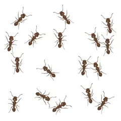 Fotobehang Ant chaotic pattern vector illustration. Brown little ants on white background © Iuliia