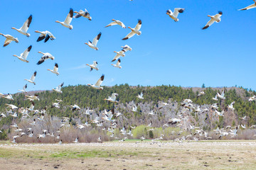 envolée oies blanches