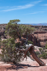 Tree in Canyonlands National Park