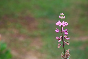 summer garden. blooming lupine flower