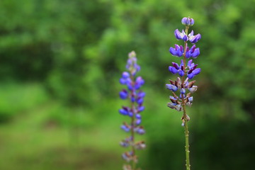 summer garden. blooming lupine flower