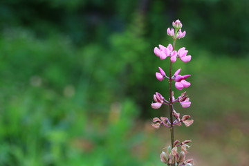 summer garden. blooming lupine flower