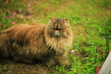 Naklejka na ściany i meble cat walks in the summer garden. persian fluffy cat
