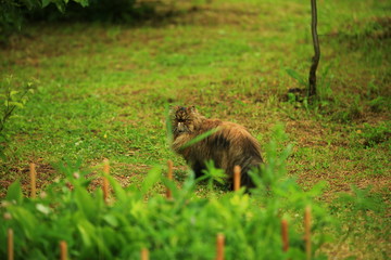 cat walks in the summer garden. persian fluffy cat