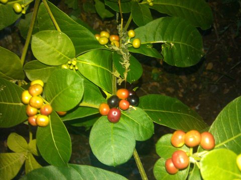 colorful berries