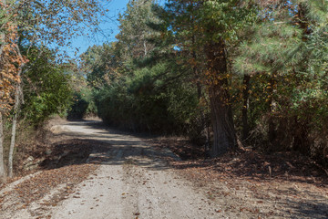 Dirt road in the forest