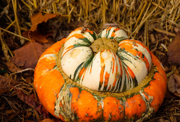 courge
