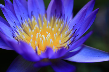 Close up yellow pollen of waterlily in the morning.