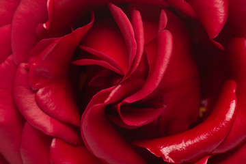 Naklejka premium Pink rose flower, close-up, macro, background low key