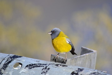 Pajaro boquita del sur