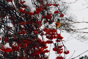 Pajaro alimentandose