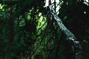 Fototapeta premium In the deep of the forest