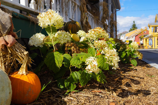 parterre de fleurs et citrouille &agrave; l'automne 