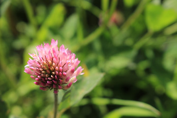 Obraz premium A close up of a beautiful sunlit clover flower. Isolated against a bokeh background. Copy space.