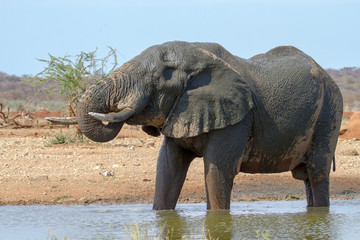 Afrikanischer Elefant, Loxodonta africana,
