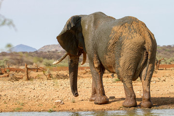 Fototapeta na wymiar Afrikanischer Elefant, Loxodonta africana,