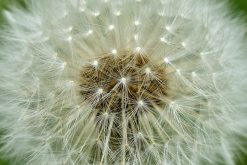 Fototapeta premium Dandelion close-up