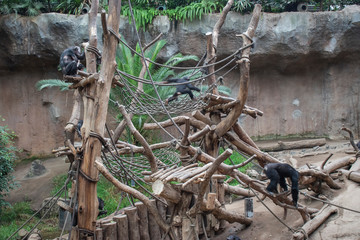 Pygmy chimpanzees playing.