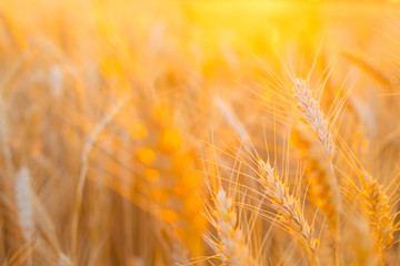 Backdrop of ripening ears of yellow wheat field on the sunset cloudy orange sky background with copy space