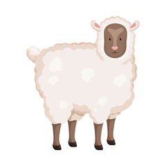 Isolated object of sheep and pet logo. Set of sheep and lamb vector icon for stock.