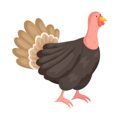 Isolated object of turkey and bird symbol. Collection of turkey and thanksgiving stock symbol for web.
