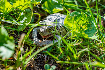 frog in grass
