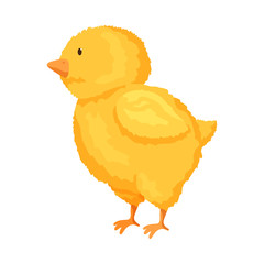 Vector illustration of chick and easter icon. Set of chick and cute vector icon for stock.