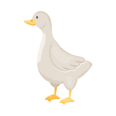 Vector illustration of goose and pet logo. Collection of goose and Canada stock vector illustration.