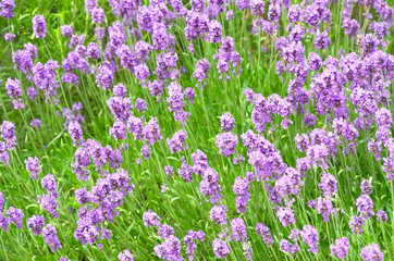 Fresh blooming lavander texture background