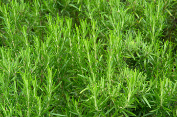 Obraz na płótnie Canvas Green rosemary herb garden, fresh green leaf sprigs close-up