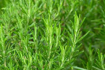 Fototapeta na wymiar Green rosemary herb garden, fresh green leaf sprigs close-up