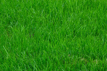 Green lawn grass texture background