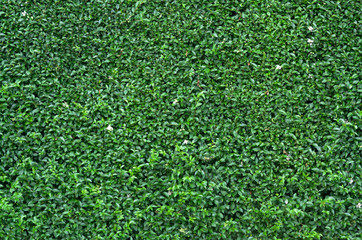 Green leaves wall texture for backdrop design