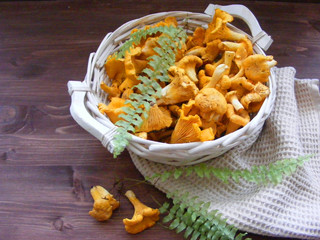 Organik wild chanterelle mushroom of Belarus