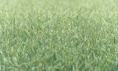 Field of Barley