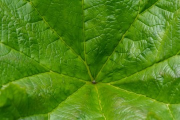 Fototapeta na wymiar A close up photo of the veins and patterns in a green leaf
