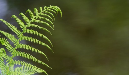 A close up photo of a Boston Fern