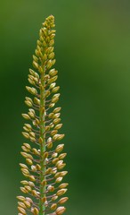 Yellow plant against a green background 