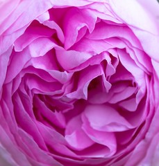 Close up photo of a Rose