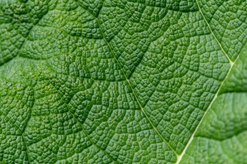 A close up photo of the veins and patterns in a green leaf