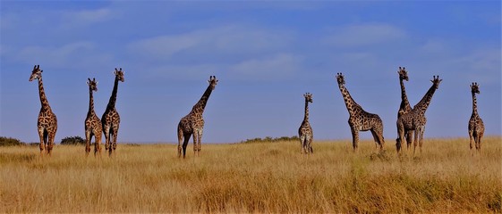 giraffe in serengeti national park tanzania africa