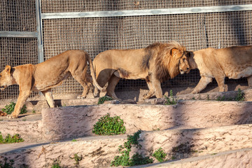 lions females and male in the zoo