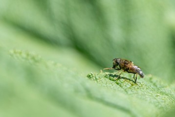 Naklejka premium A close up photo of a fly on a leaf 