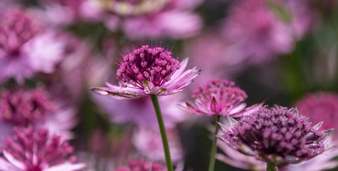 A close up photo of an Astrantia in bloom