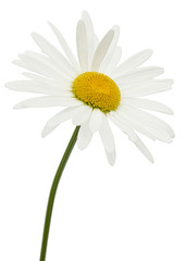 White flower of chamomile, lat. Matricaria, isolated on white background - obrazy, fototapety, plakaty